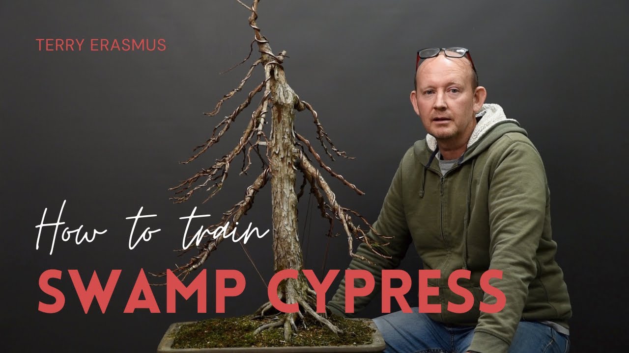 How to train Swamp Cypress Bonsai