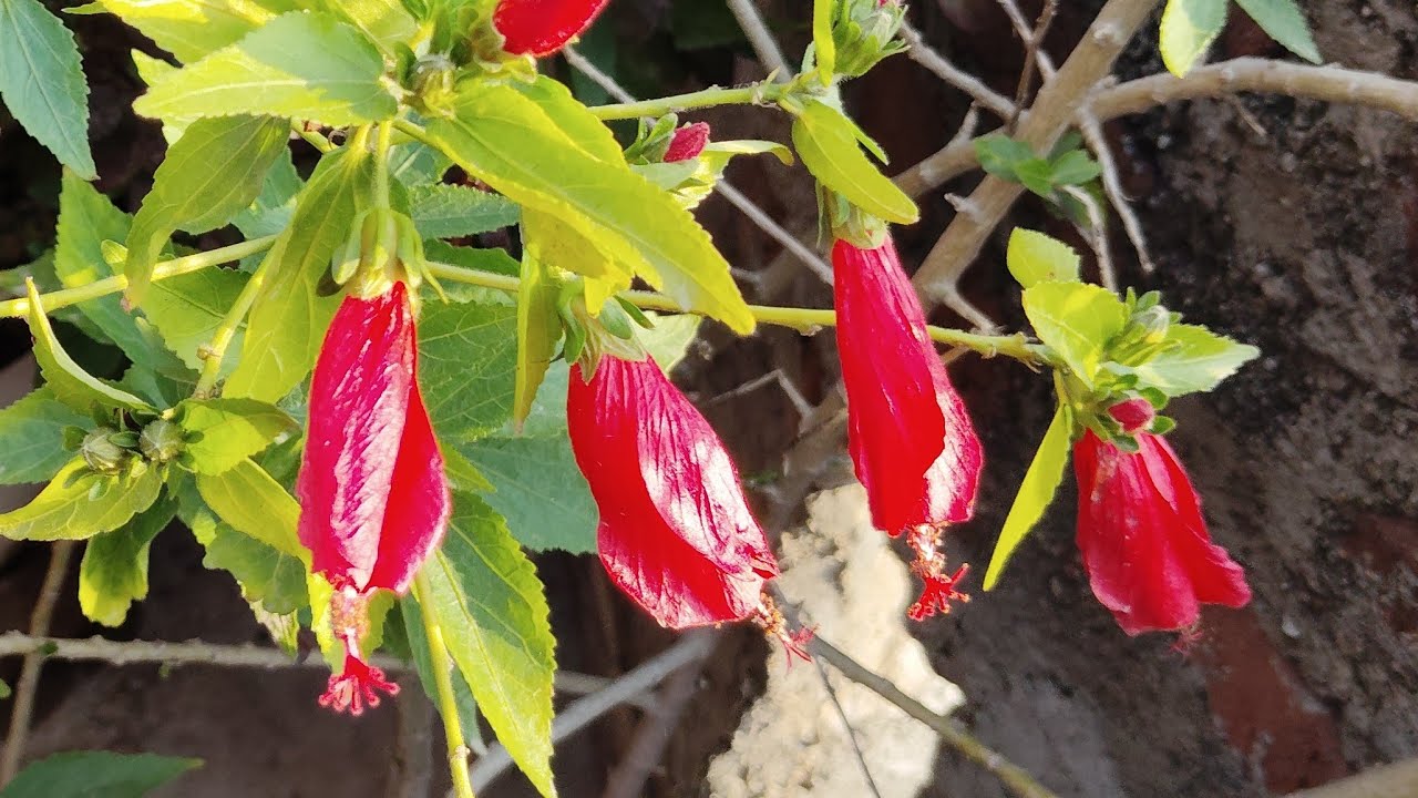 Terrace Gardening With Harish is live