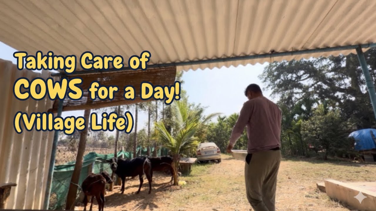 ಒಂದು ದಿನ ಹಸುಗಳ ಜೊತೆ! 🐄 | My Day with Cows: Village Life Vlog