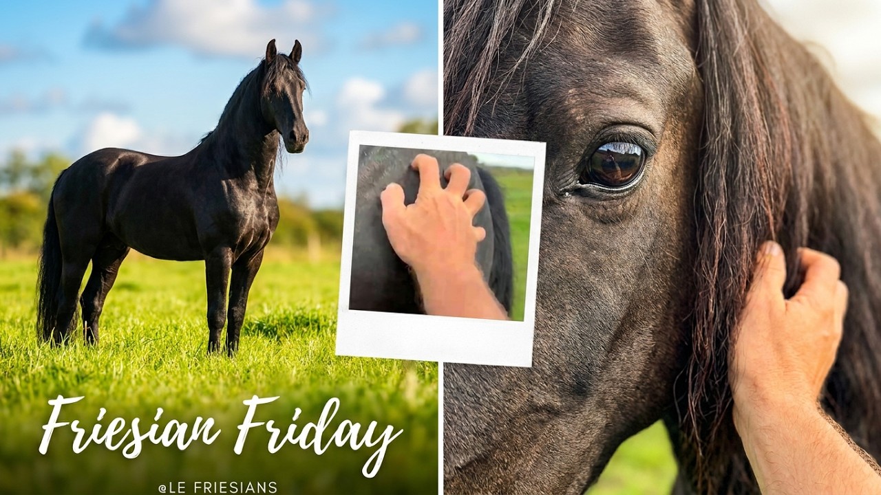 Le Friesians  Relaxing Long Summer Days, Bottom Scratches  Order of the Day