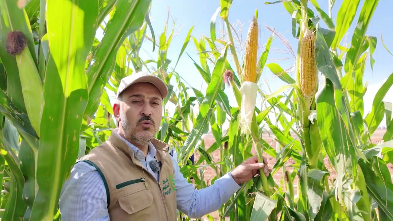 ذرة شامية هجين ثلاثي رقم 368 لشركة تسنيم الزراعية