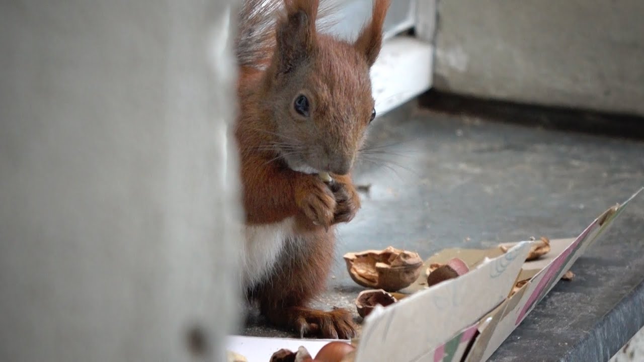 Ich bin das liebe Nussknacker-Eichhörnchen! Hört meine Säge-Musik! Squirrel: Listen to my saw music!