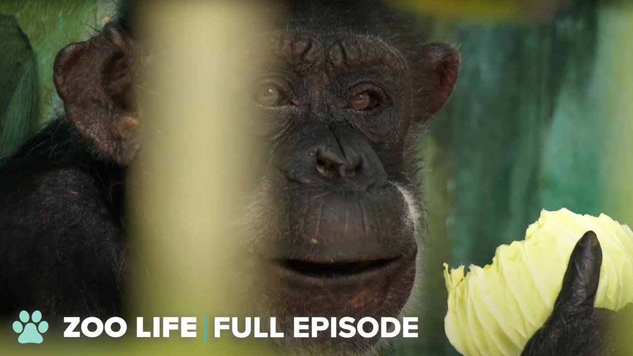 A Zookeeper's Beautiful Friendship with Aging Chimpanzee | The Zoo