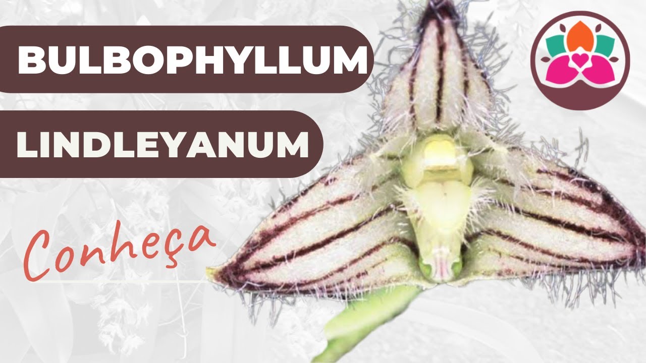 ORQUÍDEA: Bulbophyllum lindleyanum