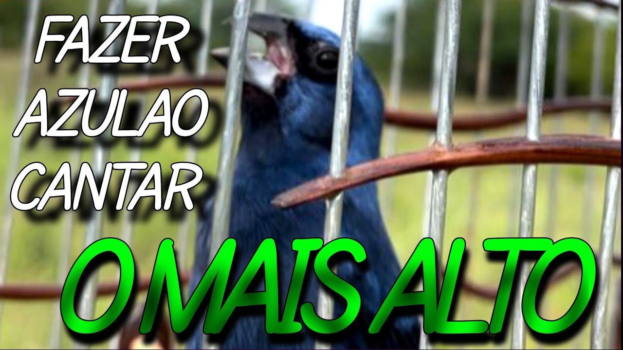SEGREDO - como FAZER azul&atilde;o cantar ALTO r&aacute;pido E f&aacute;cil