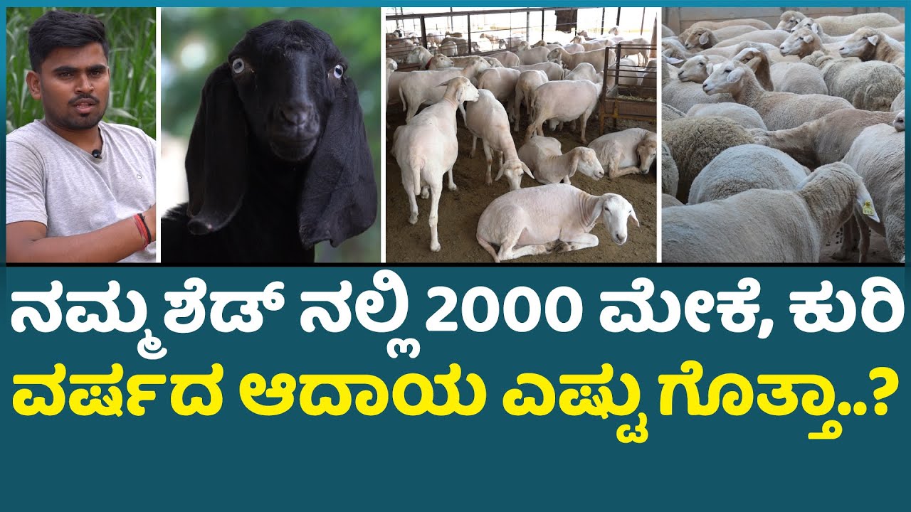 ನಮ್ಮ ಶೆಡ್ ನಲ್ಲಿ 2000 ಮೇಕೆ ಕುರಿ  ವರ್ಷದ ಆದಾಯ ಎಷ್ಟು ಗೊತ್ತಾ..? I Sinchana Goat And Sheep Farm
