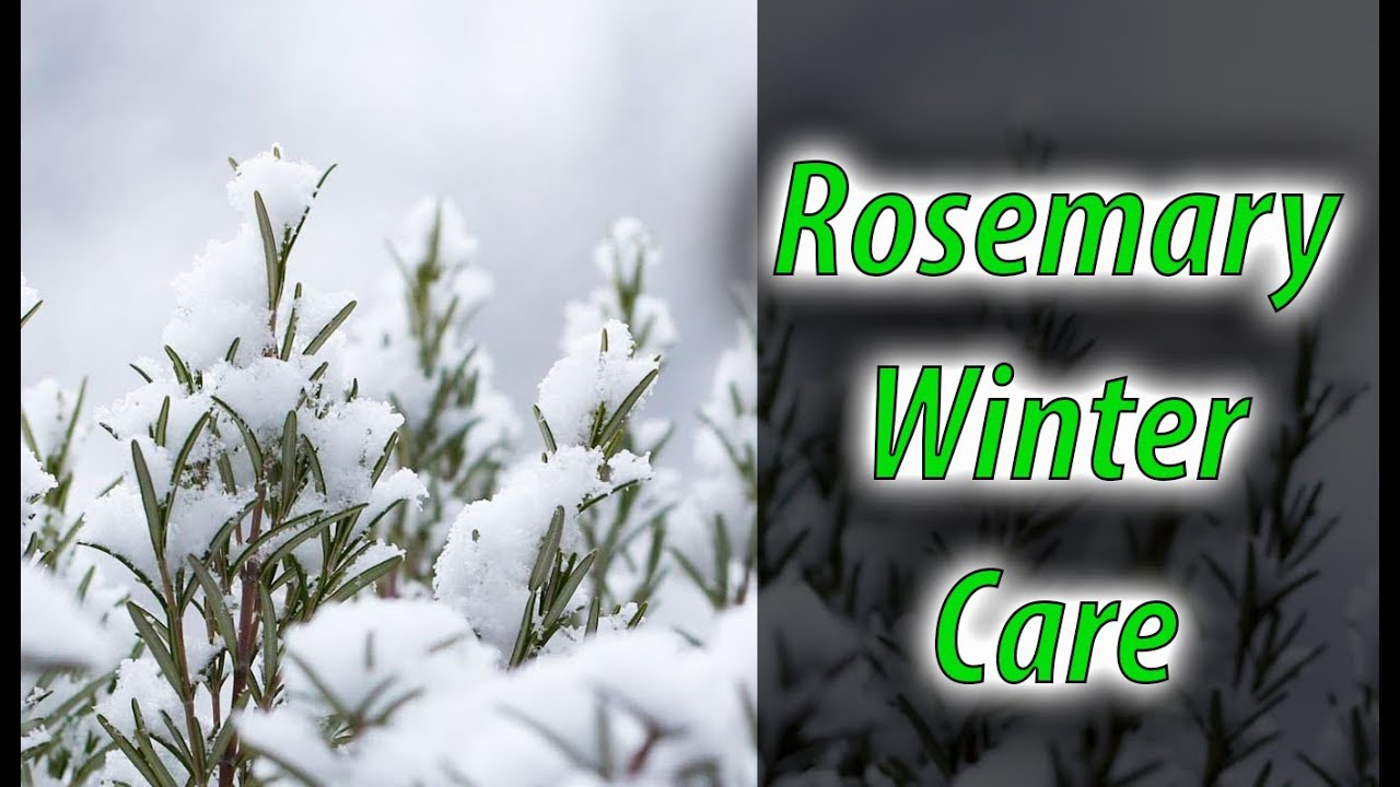 Prepare Your Rosemary For Winter In 5 Minutes! (2020)