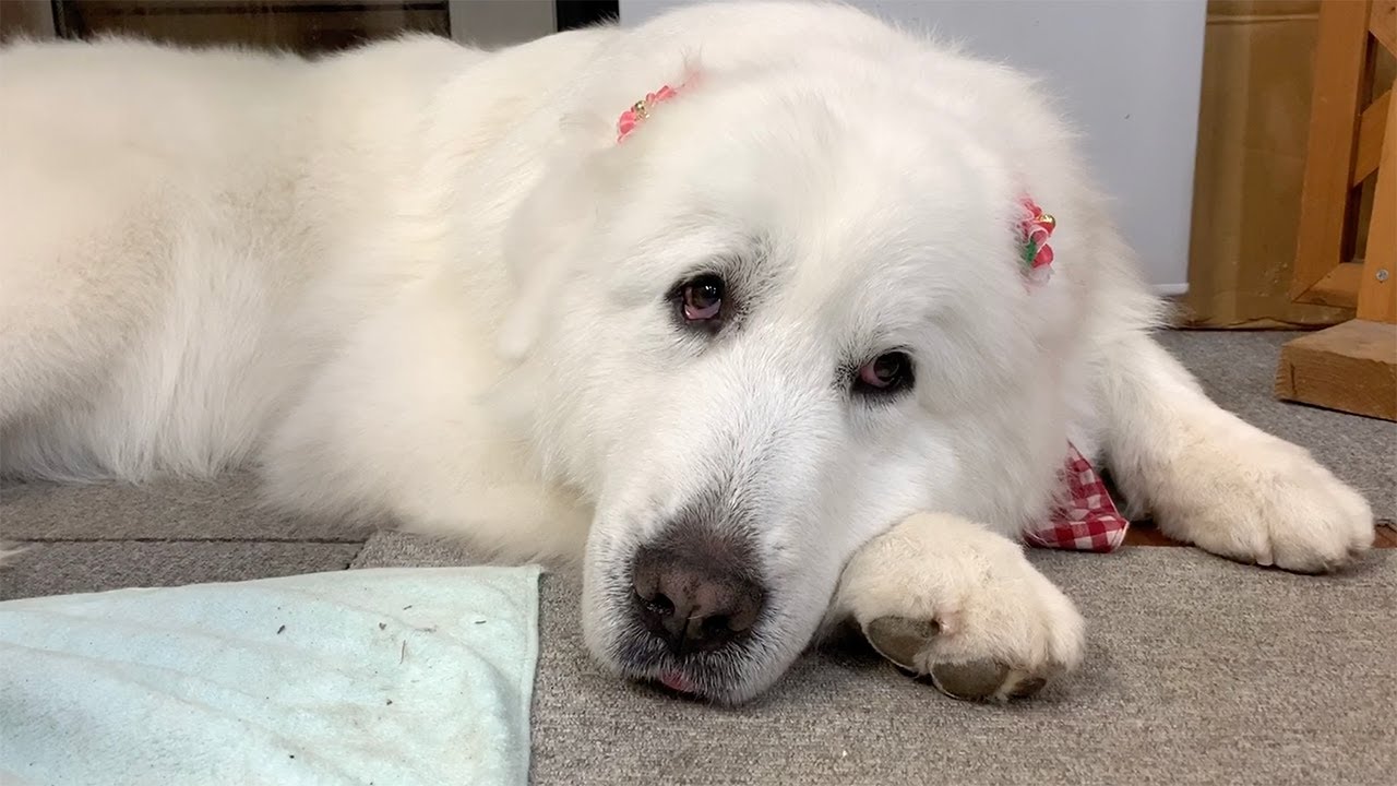 シャンプー出発直前に泥だらけで登場したルンルンです　Great Pyrenees　グレートピレニーズ