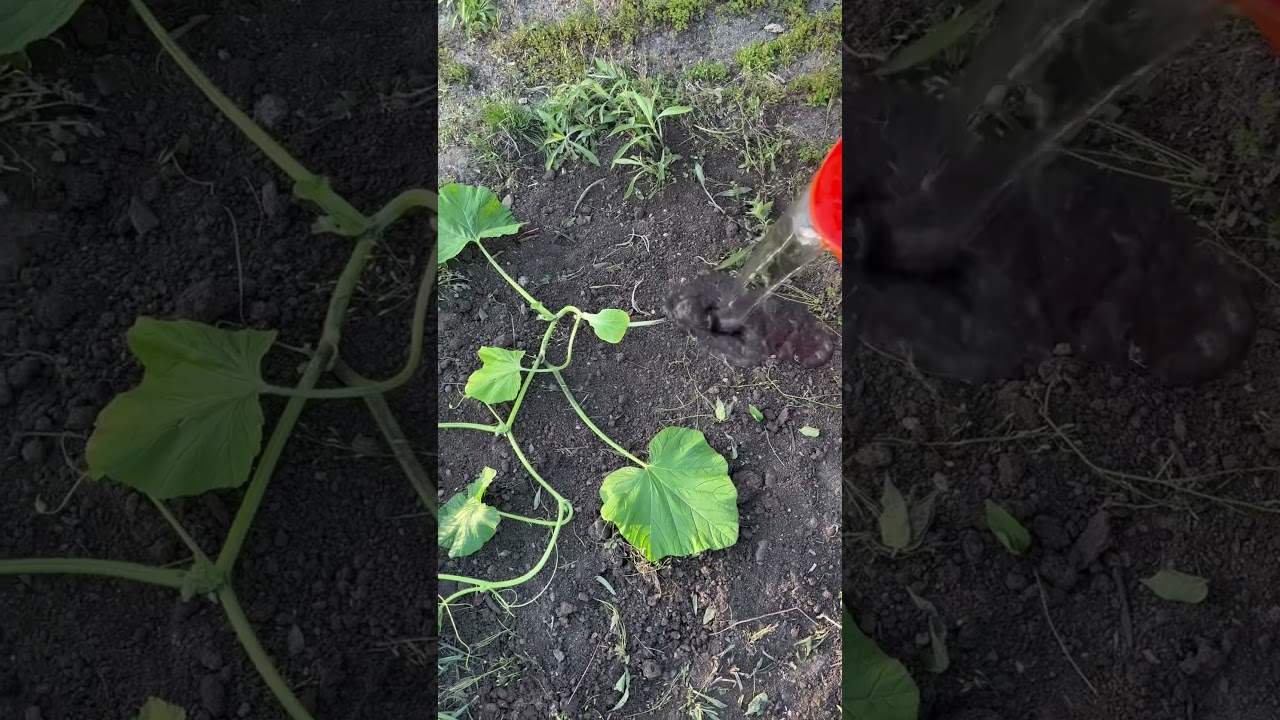 The first watering 💦 - Day 44