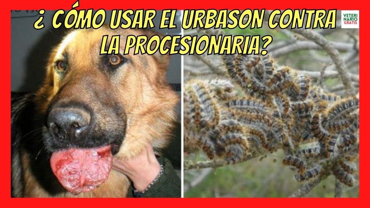 🆘 URBASON (16 mg /40 mg) PARA LA PROCESIONARIA EN PERROS DOSIS 🆘
