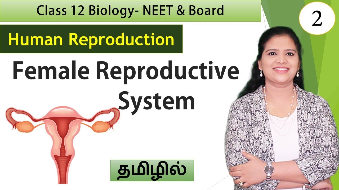 Female Reproductive System | Class 12 Biology in Tamil | தமிழ்