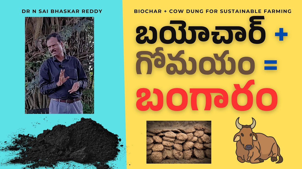 బయోచార్ + గోమయం: సుస్థిర వ్యవసాయం కోసం డబుల్ బంగారం | Cowdung and Biochar Double Gold