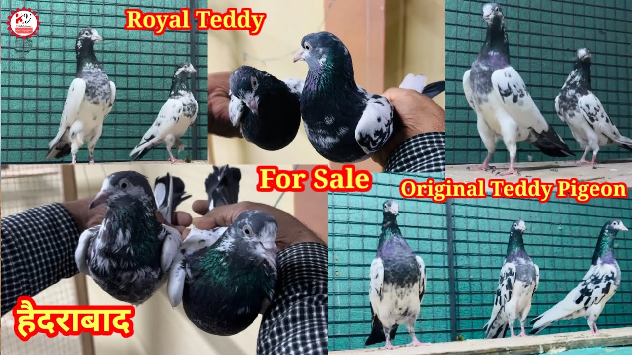 💯%Original Teddy Pigeon For Sale | Royal Teddy | Salara Teddy Sale (सेल होचुके हैं) @KkabutarGroup