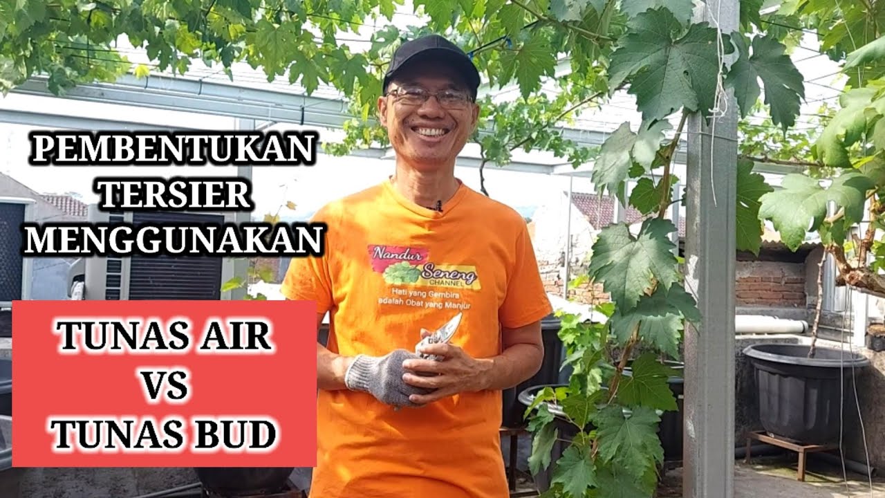 PEMBENTUKAN TERSIER MENGGUNAKAN TUNAS AIR VS TUNAS BUD |Cara Tanam Anggur dalam Pot