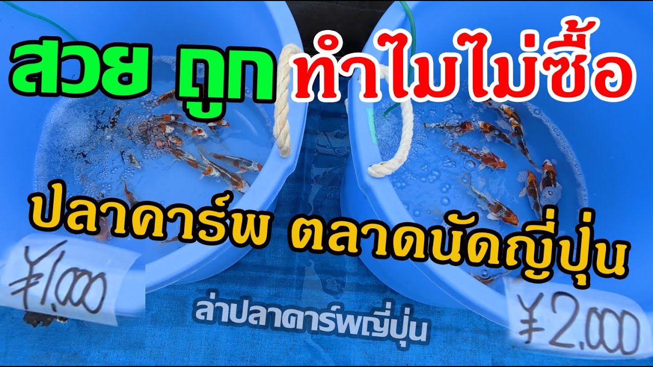 ทำไม? ไม่ซื้อปลาคาร์พ ตลาดนัดญี่ปุ่น #ล่าปลาคาร์พญี่ปุ่น 2025 Niigata Japan