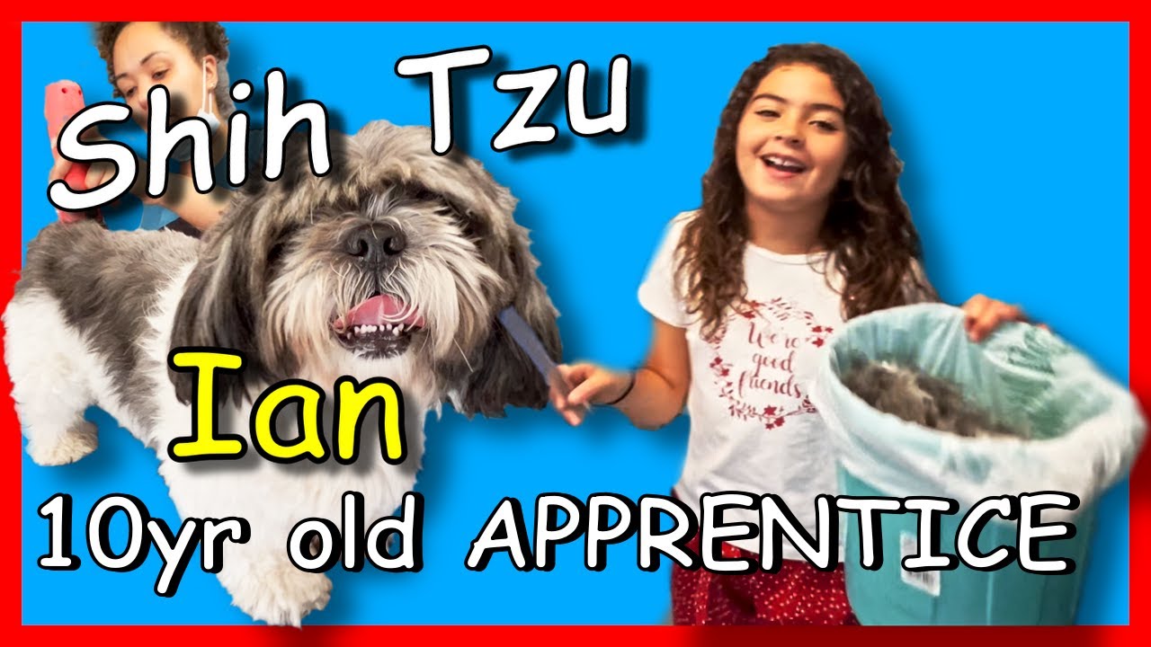 WHAT??? 10 year old APPRENTICE dog grooming experience!