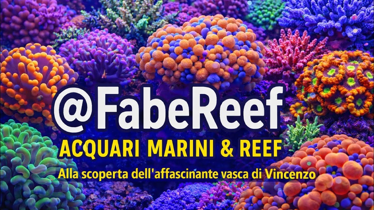 L’acquario marino del mio amico Vincenzo (My friend's marine aquarium)