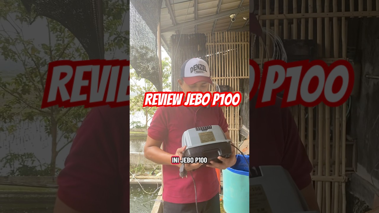 Review aerator kolam ikan jebo P100 untuk budidaya ikan nila,koi dan lainya