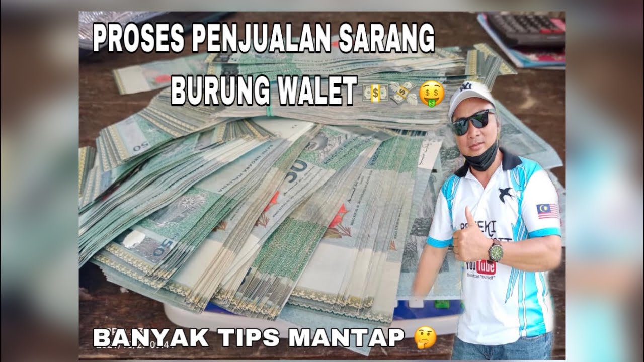 TIPS WALET: PROSES PENJUALAN SARANG BURUNG WALET. GRED MANTAP  KUTIPAN MENINGKAT.
