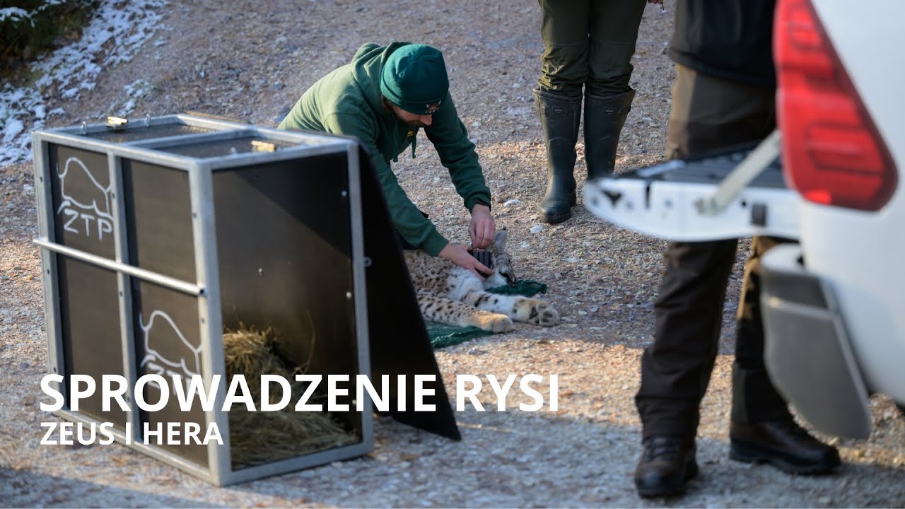 Sprowadzenie rysi - Zeusa i Hery | Zachodniopomorskie Towarzystwo Przyrodnicze