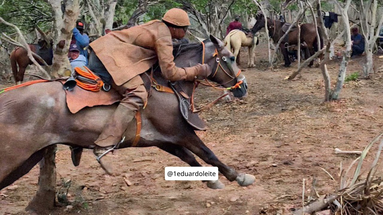 Toada do cavalo Pitbull da M&iacute;dia