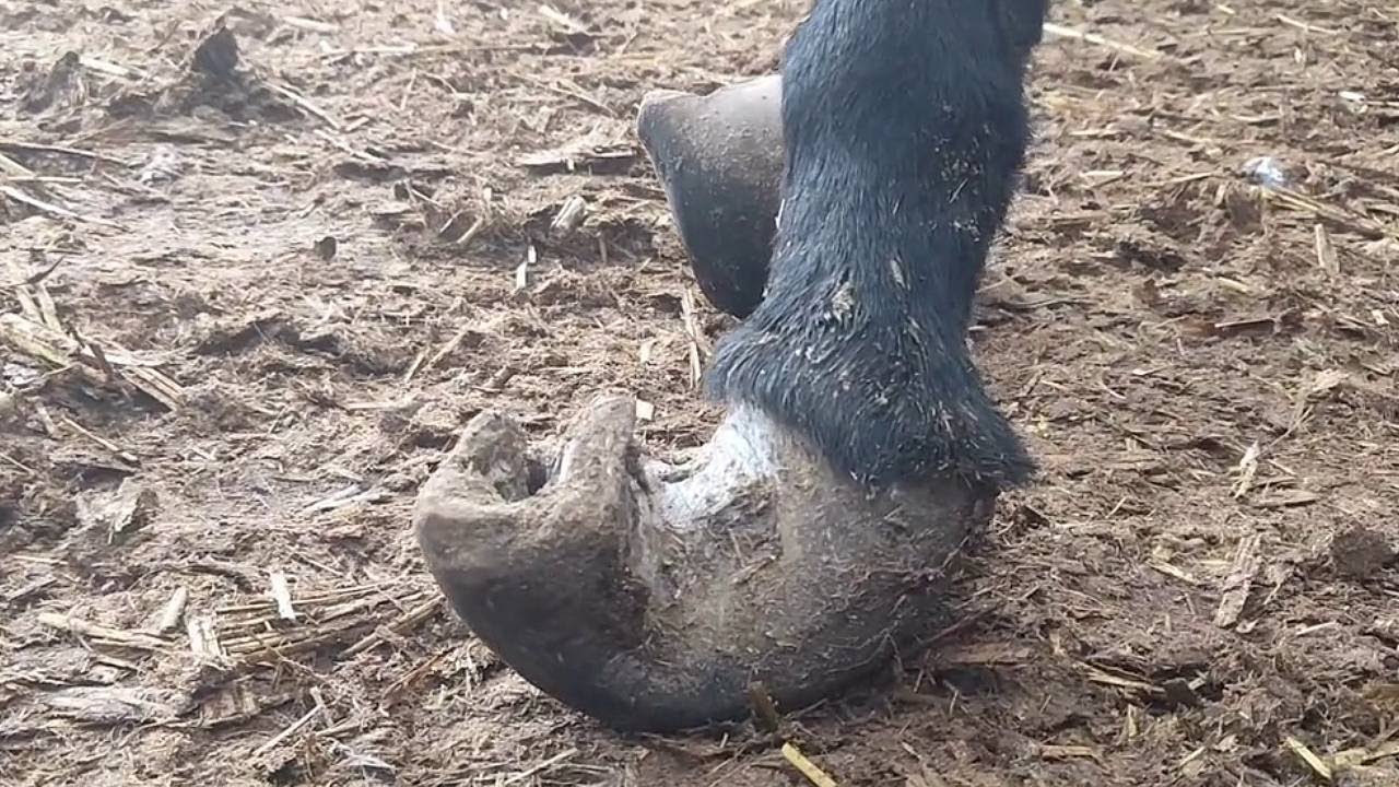 &bdquo;Potr&oacute;jne ślimakowate podwijanie kopyta&rdquo; jest tak bolesne, że całe kopyto ulega deformacji.