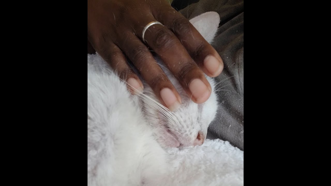 Cat natural death captured on video. Trigger warning - see description.