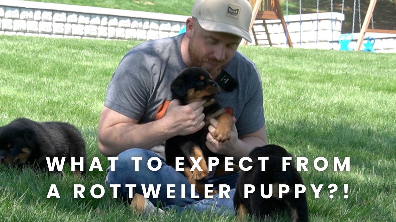 How to Find the Perfect Rottweiler Puppy | What to Expect from a Rottweiler Puppy?!