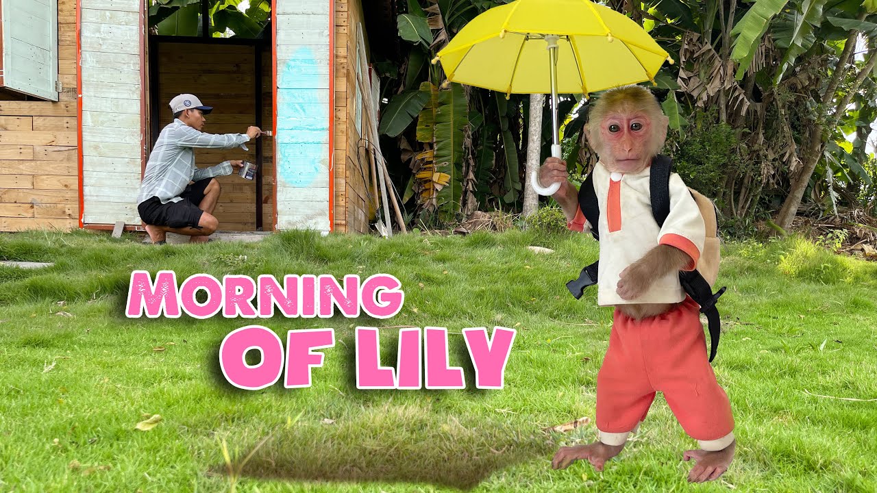 Morning of Monkey Lily
