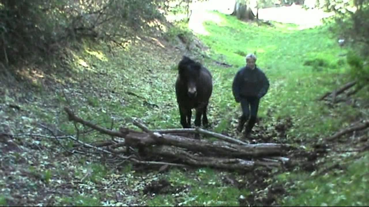 Horse Agility World Champions Dawn & Bear - Wild Agility & Liberty Clips