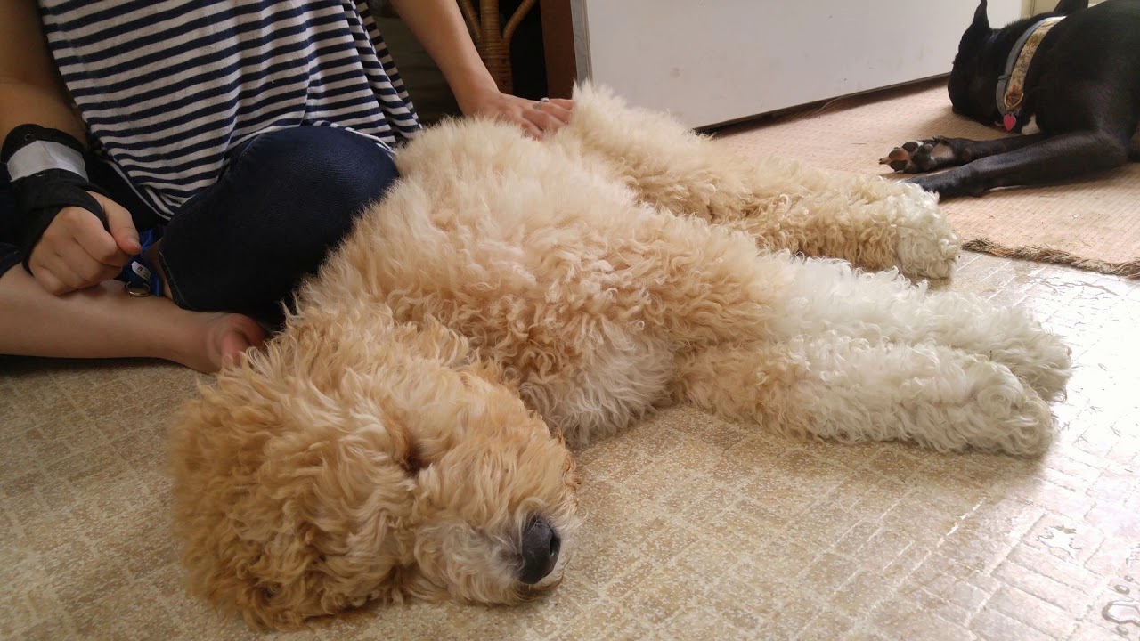 Charlie the Saint Berdoodle