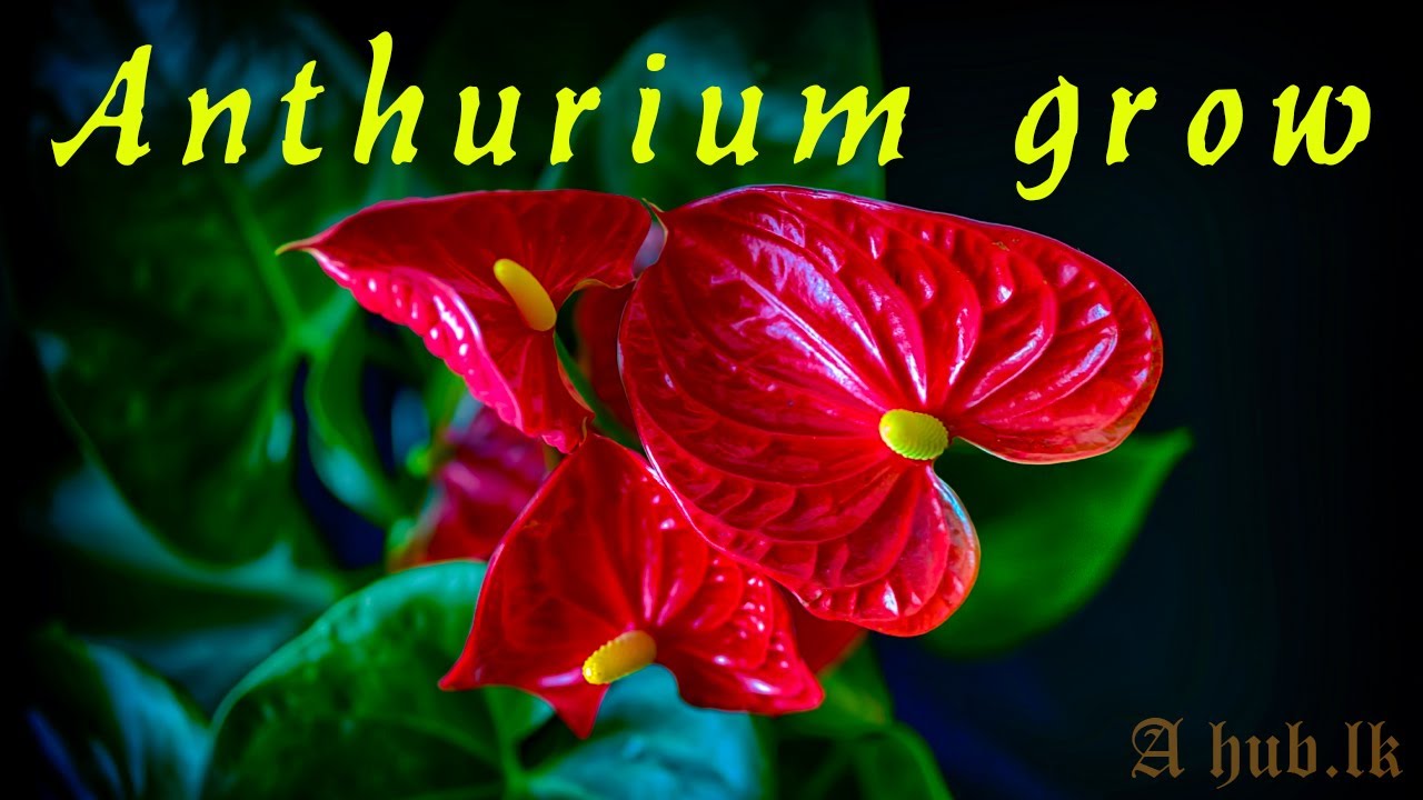 How to grow anthurium plant properly | Anthurium planting tips | Anthurium wagawa Sinhala | A hub.lk