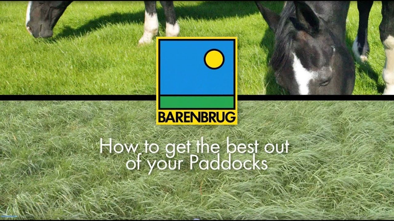 How to Maintain and Renovate Horse Grass Paddocks. Advice on Equine Paddocks