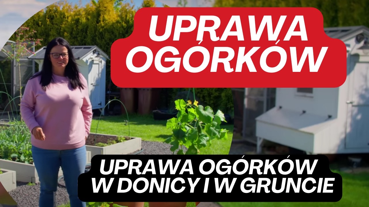 Zdradzam sekrety udanej uprawy ogórków.