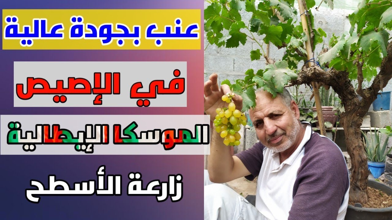 زراعة عنب الموسكا الإيطالية على سطح المنزل، وفرص النجاح متاحة جدا. #الزراعة_المنزلية