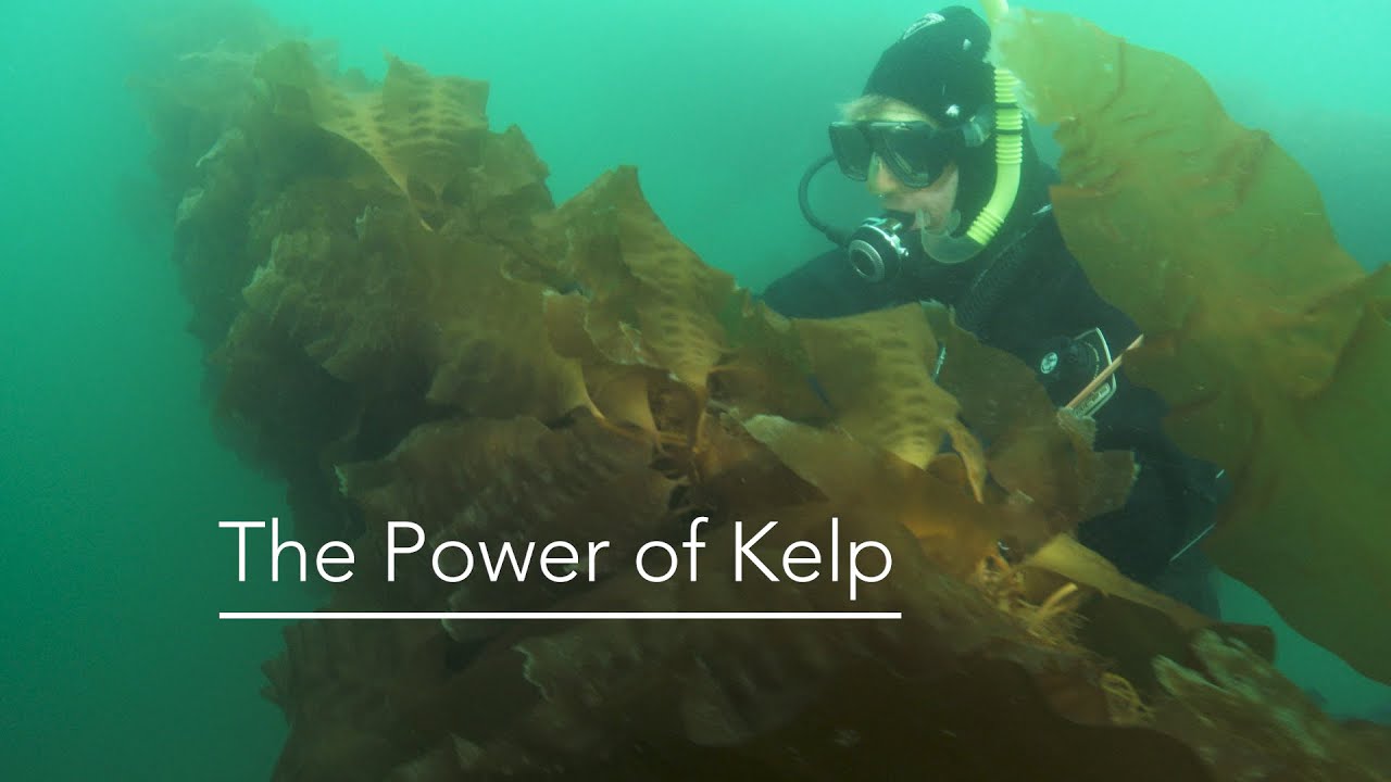 The Power of Kelp