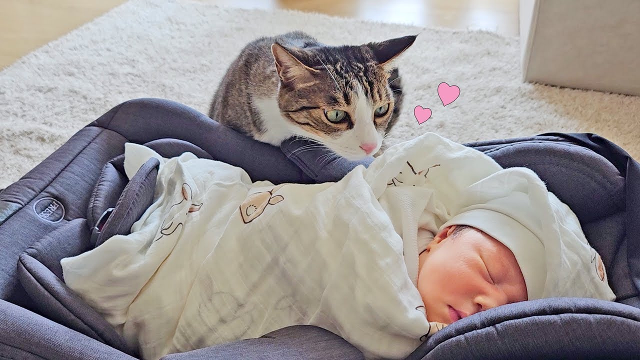 Милая первая встреча ребенка и кошки