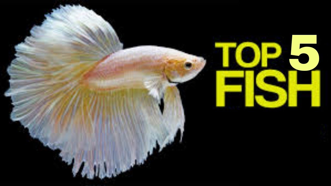 5 Most Popular Fishes of Indian Rivers