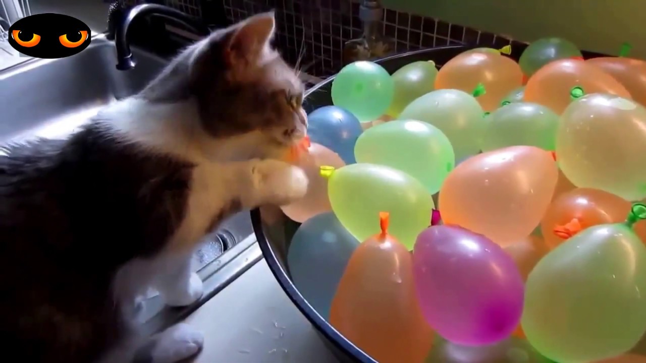 CHAT DR&Ocirc;LE || TROP MIGNON || JOUANT AVEC DES BALLONS ||  ESSAYER DE NE PAS RIRE # 3