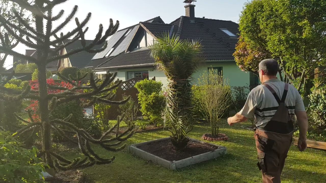 Phönix Palme aus dem Winterschlaf geholt, am 30.04.2024 wird nun ausgepackt