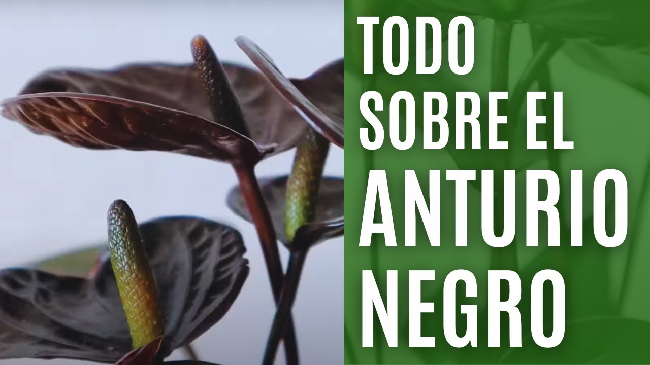Todo sobre el anturio negro, la planta de interior del momento