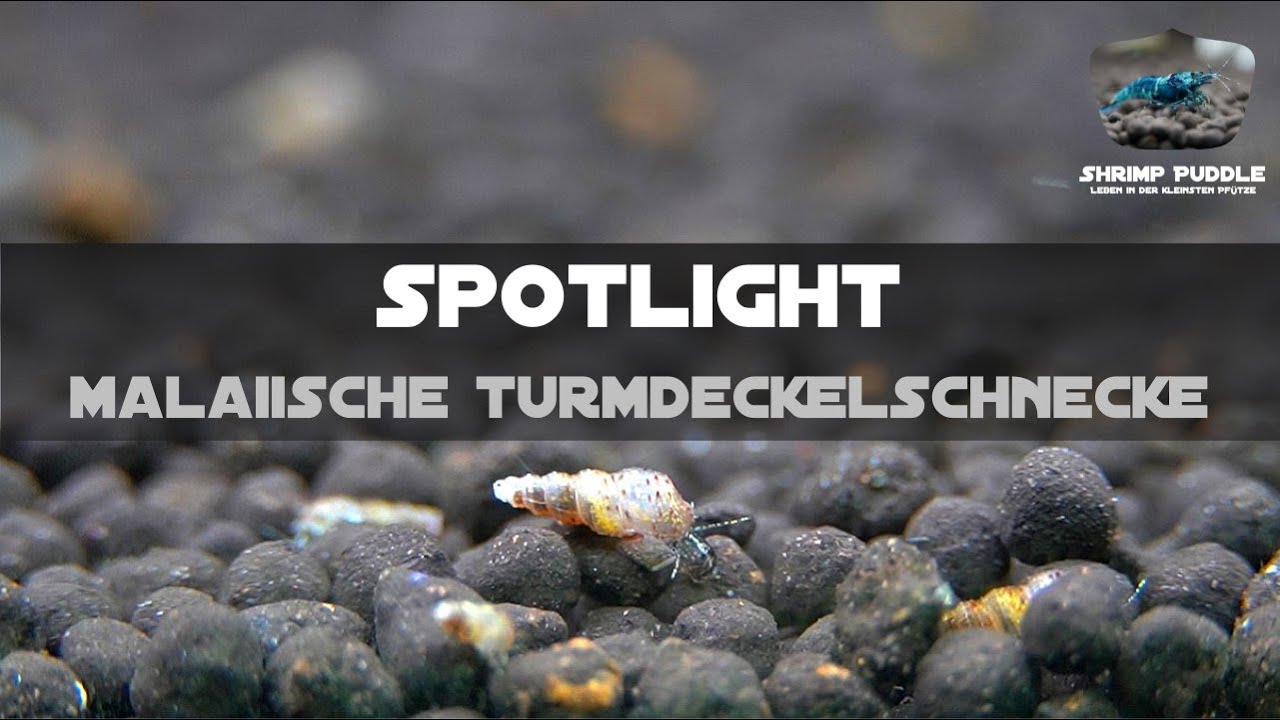 DIE MALAIISCHE TURMDECKELSCHNECKE / SPOTLIGHT