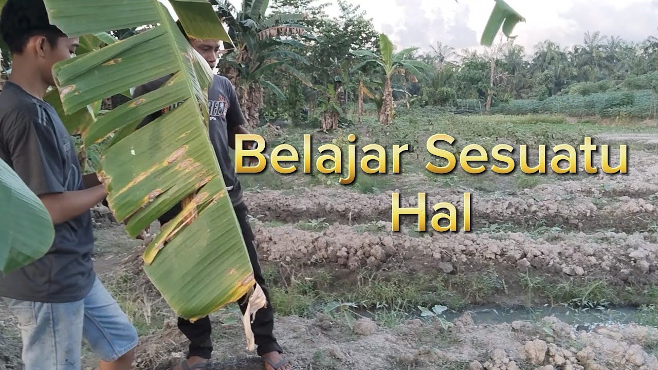 Bertani Berbagai Jenis Sayuran