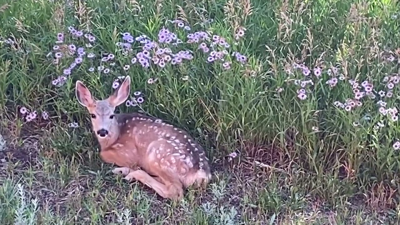 💗 Beautiful Baby Deer... 🦌 