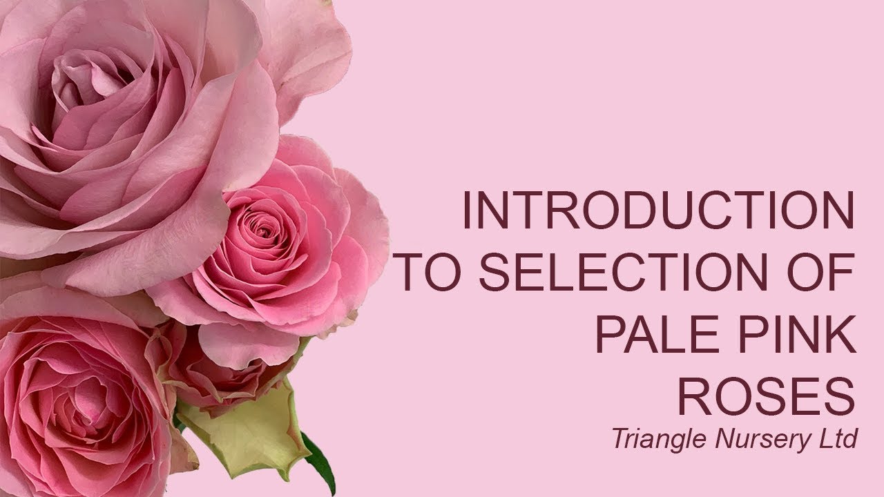 Introduction to Pale PInk Roses
