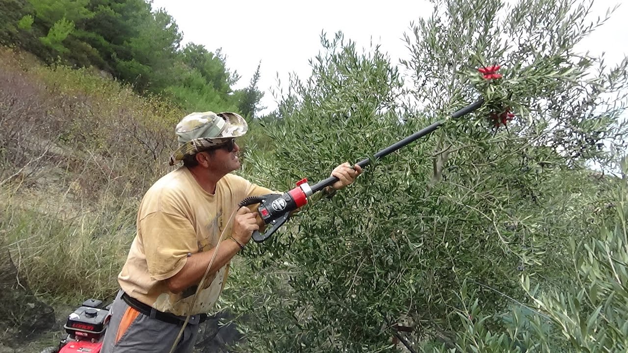ΣΥΓΚΟΜΙΔΗ ΠΥΚΝΗΣ ΦΥΤΕΥΣΗΣ ΜΕ ΡΑΒΔΙΣΤΙΚΑ!ΟΙ ΠΟΣΟΤΗΤΕΣ,Η ΕΡΓΑΣΙΑ,Ο ΑΤΤΑΠΟΥΛΓΙΤΗΣ ΚΑΙ ΤΑ ΣΥΜΠΕΡΑΣΜΑΤΑ!!
