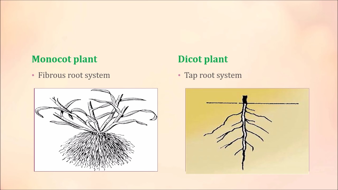 Differentiate between monocot and dicot plants//TRICK//Very easy way to remember