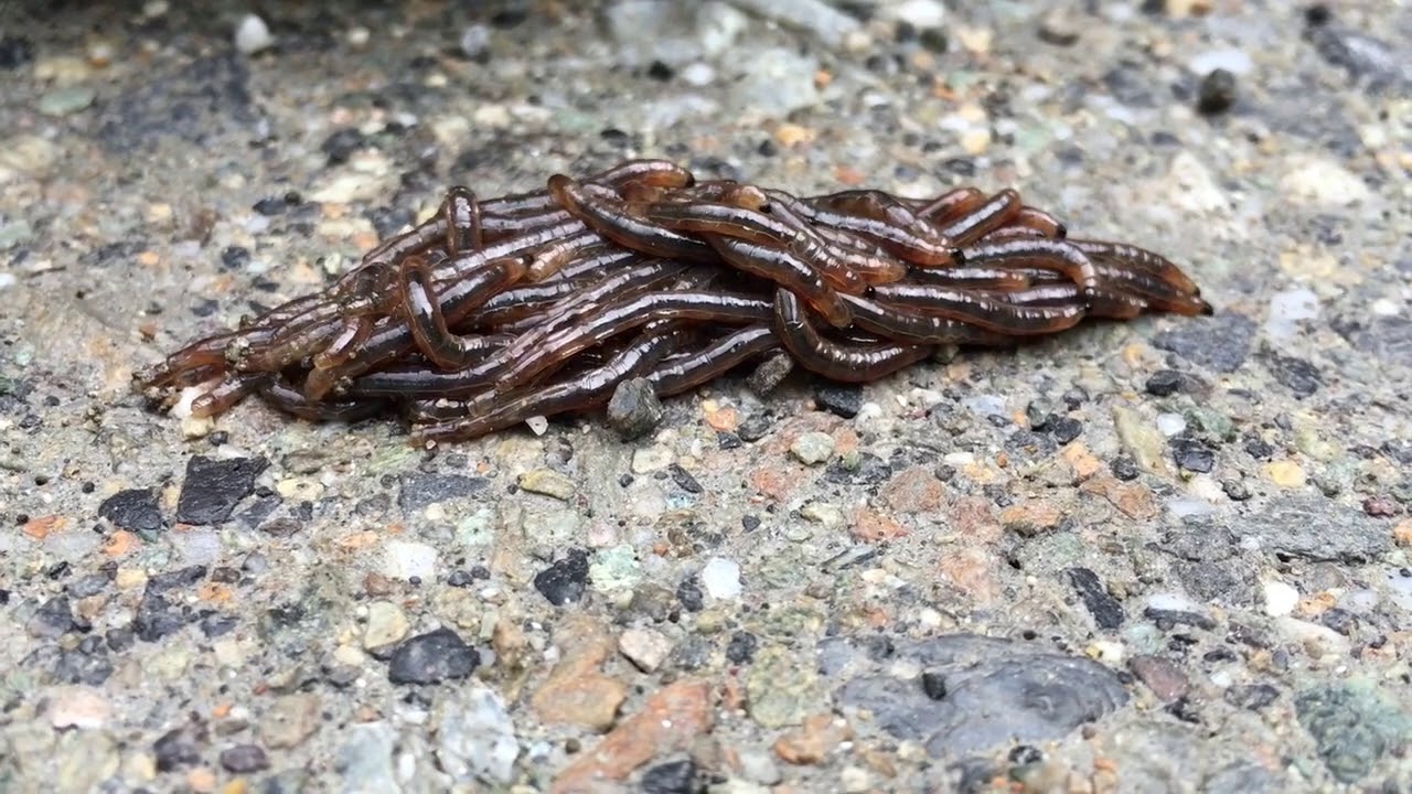 Gregarious Caterpillars