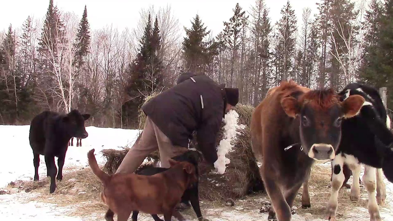 RX7320 feeding round bales to the cows with pallet forks