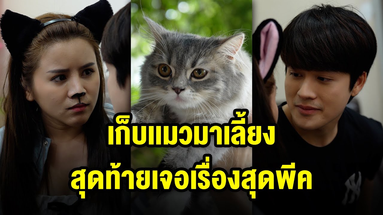 เก็บเเมวมาเลี้ยง สุดท้ายเจอเรื่องสุดพีคค